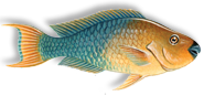 rainbow parrotfish